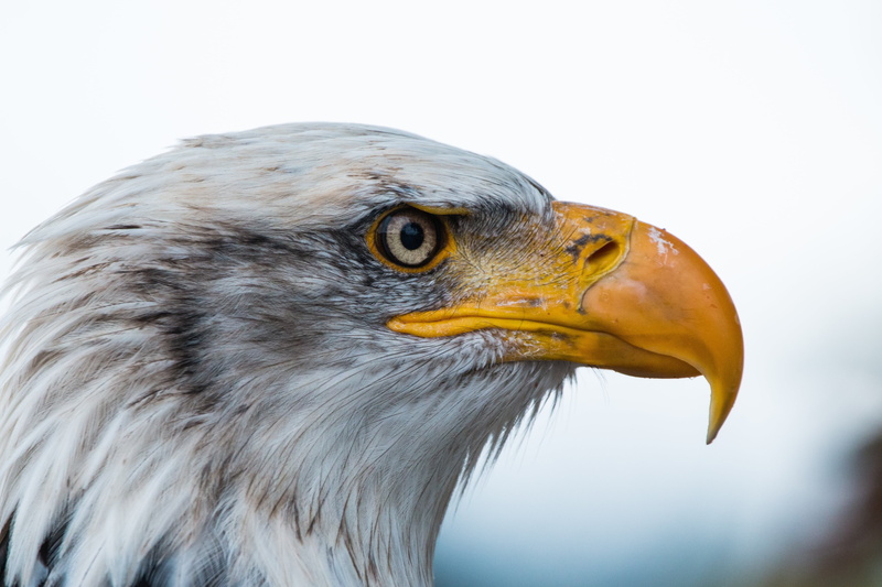 sadek, animal eye, side view, no people, bald-eagle, one animal, majestic, vertebrate, looking away, animal, photography, raptor, 5K, focus on foreground