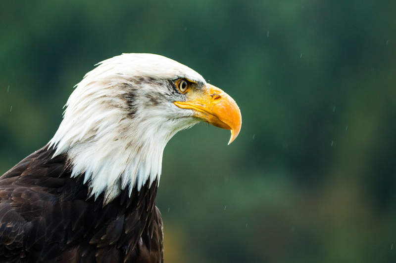 animal head, animal body part, focus, animal themes, focus on foreground, majestic, heraldic animal, sadek, feather, profile view, animals in the wild