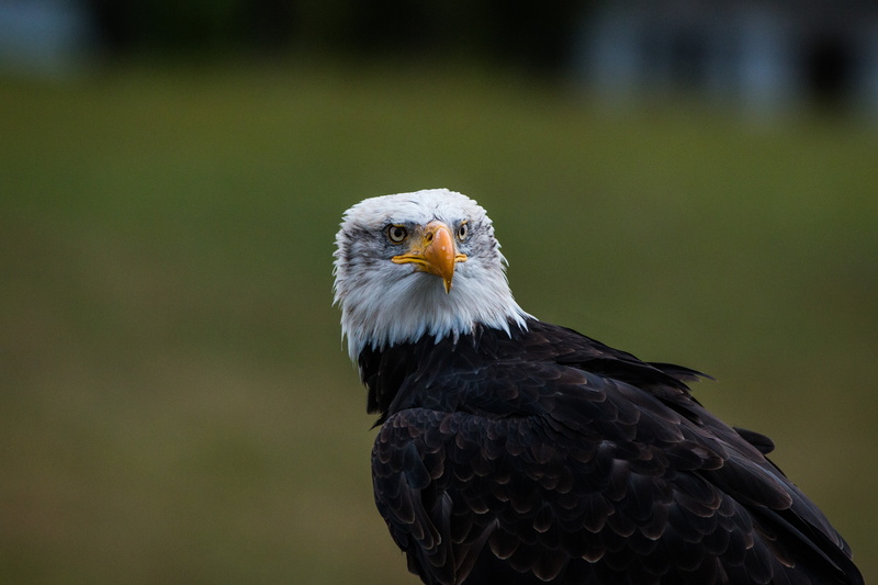 heraldic animal, bird of prey, falconry, eagle, focus on foreground, bald-eagle, day, white tailed eagle, survival, vertebrate, nature, majestic, bald eagle