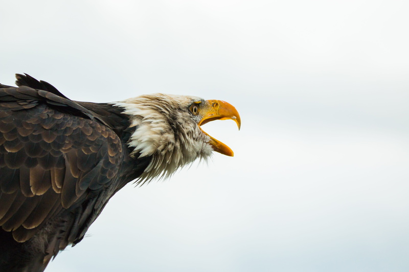 bald eagles, American Bald Eagle, nature, sadek, outdoors, animal wildlife, day, animal, animal body part, one animal, vertebrate, clear sky, majestic