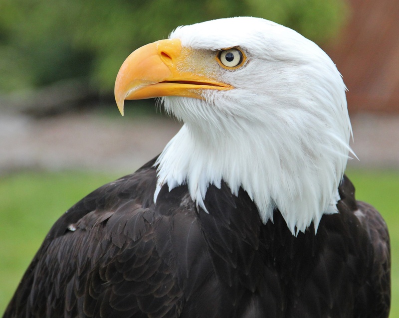 animal wildlife, eagle - Bird, white color, view, raptor, outdoors, plumage, day, nature, coat of arms of bird, feather, animal world, side, majestic, eagle observatory