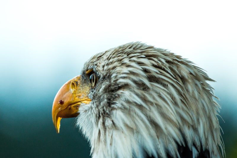 animal body part, focus on foreground, no people, plumage, profile view, falcon - bird, adler, vertebrate, eagle - bird, animal themes, bald eagles, raptor