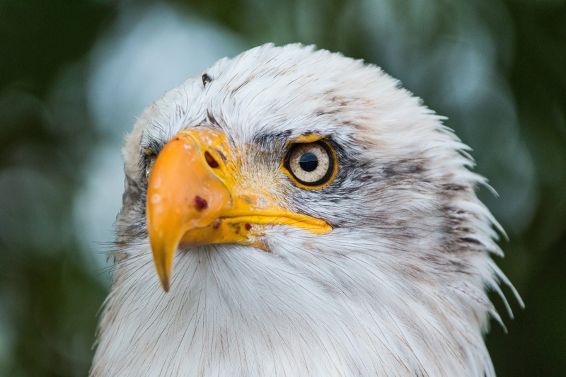 vertebrate, eagle, focus on foreground, close, adler, bill, falconry, heraldic animal, bald eagle, eagle - bird, portrait, falcon - bird, sadek, bald-eagle