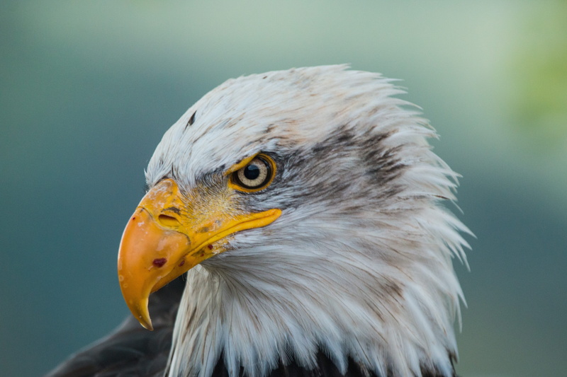 bald-eagle, animal eye, looking, close, no people, animal themes, animal, nature, beak, majestic, raptor, one animal, bill, falconry, white tailed eagle