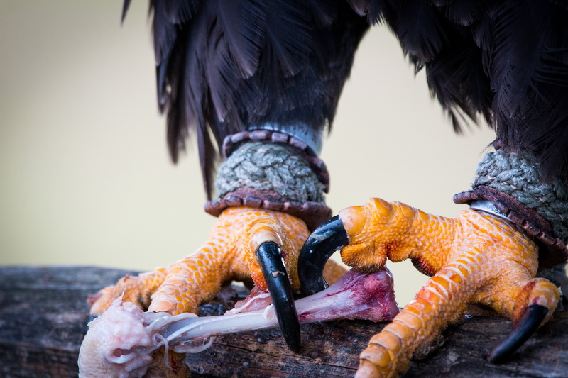 outdoors, hand, limb, adler, white tailed eagle, falconry, 5K, focus on foreground, prey, human hand, raptor, bill, majestic, heraldic animal, human body part