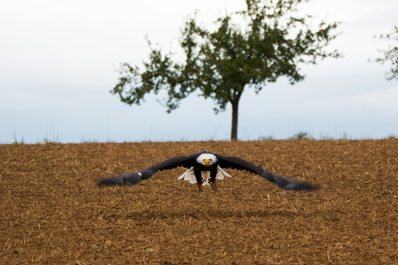 close, animal, day, bird, land, motion, one person, agriculture, human arm, adult, nature, approach, tree, haliaeetus leucocephalus, animal themes, majestic