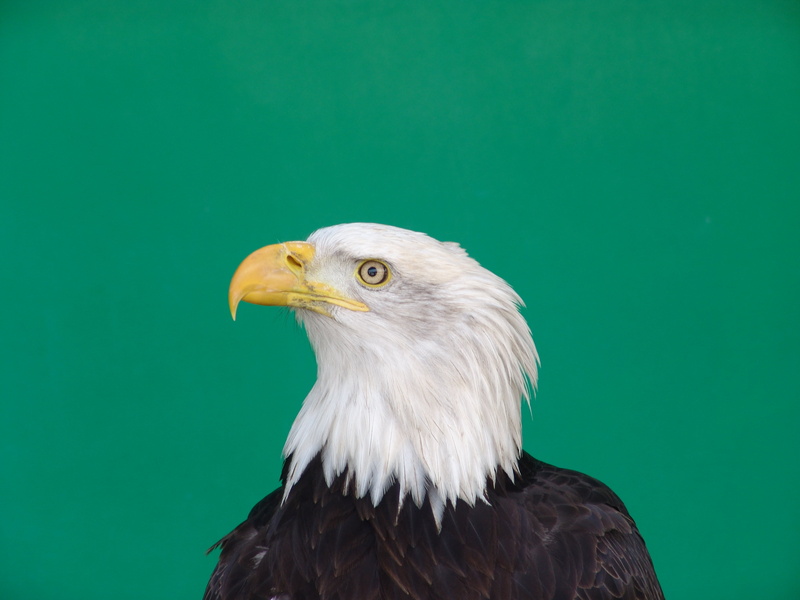 bird, bird of Prey, common, wildlife, Birds of Prey, Lightwater valley, beak, nature, carnivore, Bald Eagle, bald, animals In The Wild, binomial, Centre