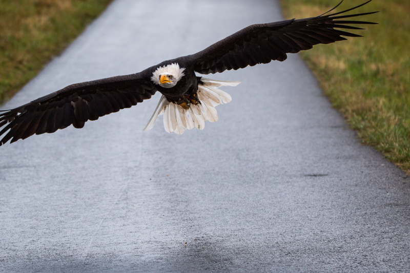 mid-air, raptor, animal, bird of prey, nature, bird, animal body part, outdoors, haliaeetus leucocephalus, eagle - bird, bald eagle, falconry, bill, animal wildlife