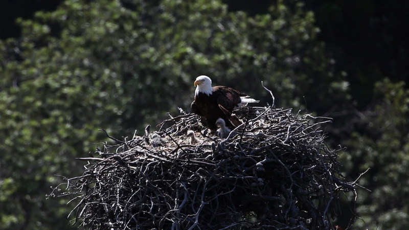 eagle, animal themes, wild, hunter, plant, feathers, outdoors, haliaeetus leucocephalus, animal nest, animals in the wild, focus on foreground, young animal