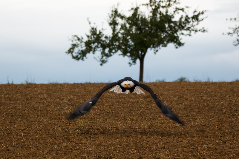 bill, focus on foreground, plumage, adler, sky, majestic, nature, raptor, agriculture, coat of arms of bird, bald eagle, land, haliaeetus leucocephalus