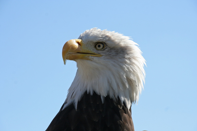 2K, beak, eagle, Haliaeetus Leucocephalus, white, bird of Prey, black, animal, Bald Eagle, eagle - Bird, wildlife, bald, animals In The Wild, Warwick Castle