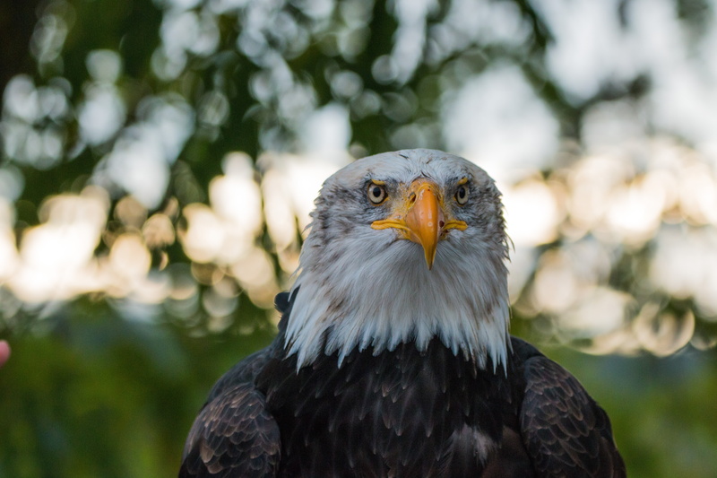 beak, vertebrate, coat of arms of bird, portrait, carnivore, looking, uSA, majestic, bill, one animal, animal themes, wildlife, nature, 5K, animal eye