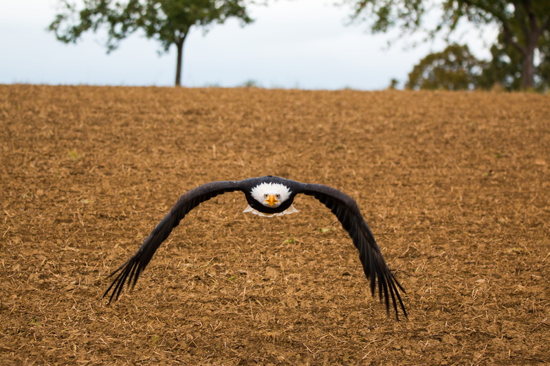 animals in the wild, animal wildlife, flying, nature, plant, approach, sadek, Fly, coat of arms of bird, falconry, bald-eagle, In, vertebrate, majestic
