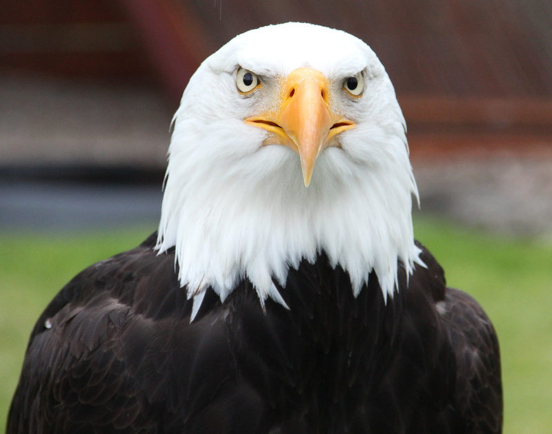 animal body part, heraldic animal, eagle, adler, nature, spotting, animals In The Wild, coat of arms of bird, animal world, animal, raptor, portrait, no people