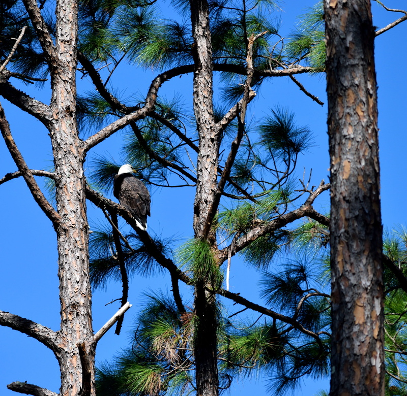 fly, no people, majestic, animal, bald eagle, leucocephalus, vertebrate, branch, animals in the wild, bird, sky, tree trunk, national, hunter, plant, pride