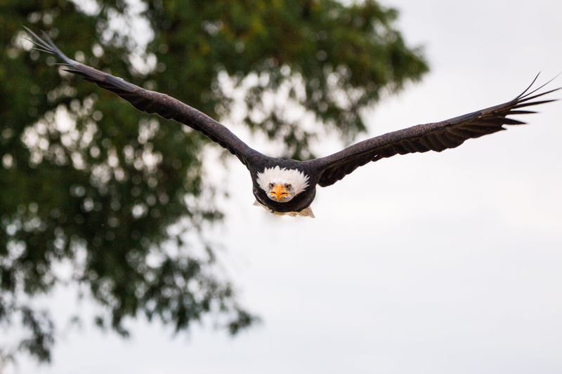 vertebrate, close, bald-eagle, usa, animal body part, eagle - Bird, plumage, adler, eagle, white tailed eagle, animals Hunting, outdoors, in flight, bird
