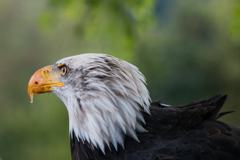 profile view, haliaeetus leucocephalus, no people, feather, animal wildlife, falconry, usa, close-up, white tailed eagle, raptor, outdoors, vertebrate
