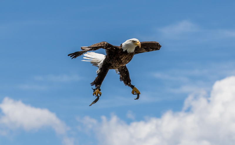 one animal, leucocephalus, animals in the wild, weisskopfseeadler, bird of prey, nature, Animals, 2K, motion, haliaeetusleucocephalus, falcon - bird, BaldEagle