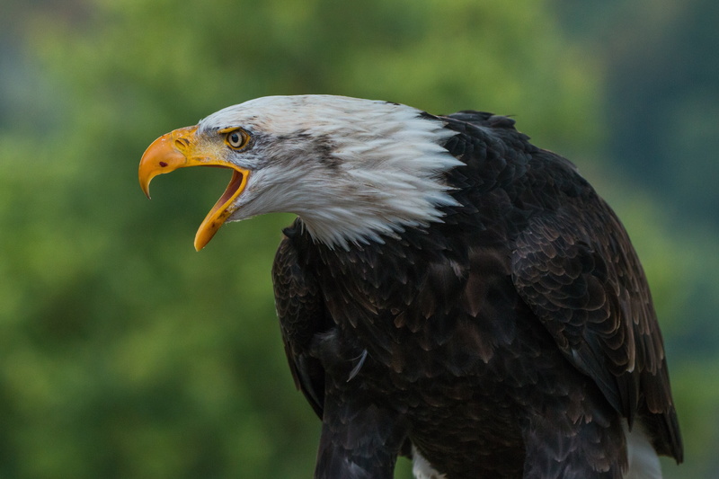 vertebrate, wildlife, american, looking, sadek, one animal, close, animal wildlife, beak, black, day, raptor, focus on foreground, heraldic animal, haliaeetus leucocephalus