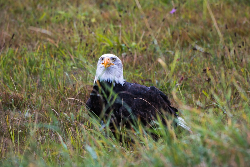 grass, coat of arms of bird, animal themes, outdoors, close, bald-eagle, plant, heraldic animal, animal, bill, adler, bird, white tailed eagle, usa, haliaeetus leucocephalus