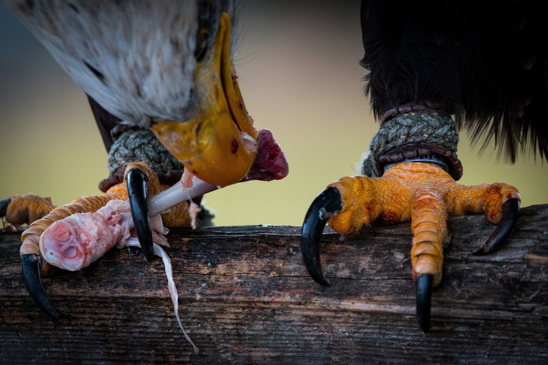animal head, plumage, close, bird, no people, bird of prey, white meat, bald-eagle, white tailed eagle, bald eagles, wood, wood - material, meat, animal representation
