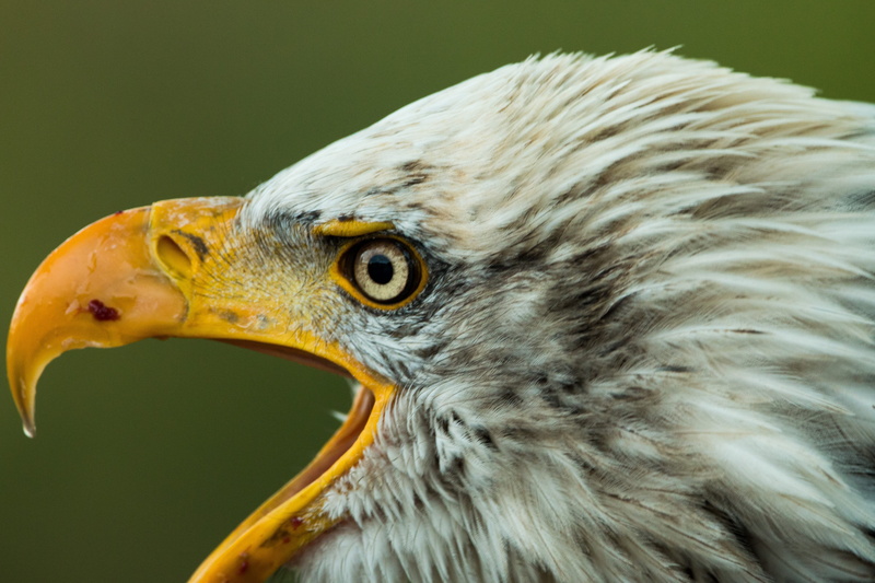 animal, animal themes, day, usa, vertebrate, one animal, profile view, close, sadek, close-up, bird, bill, falconry, coat of arms of bird, bald eagles