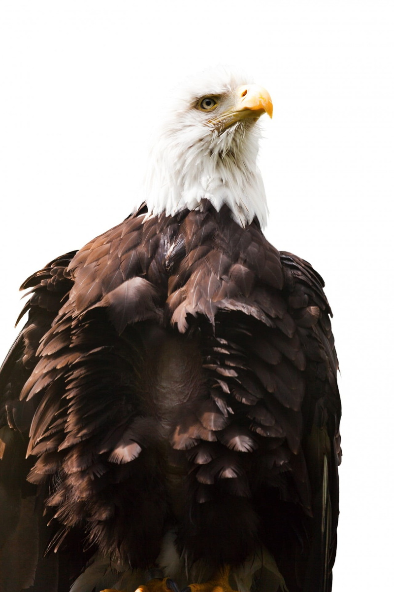 one animal, 1080P, eagle - bird, haliaeetus leucocephalus, beak, feather, symbol, brown, Bird, no people, animals in the wild, White, usa, portrait, animal themes