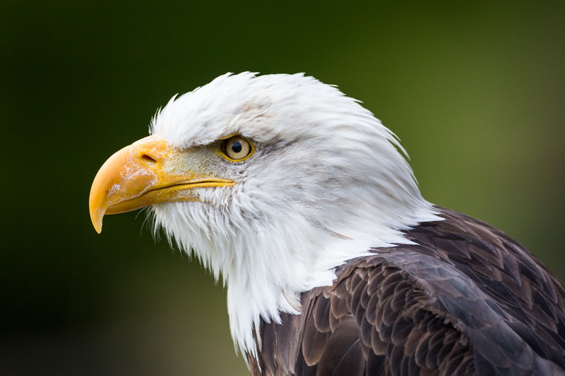 shallow, Portrait, eagle - Bird, photography, shallow focus, nature, Bald Eagle, wildlife, uSA, beak, Wildlife Park, animals In The Wild, focus, bird of Prey