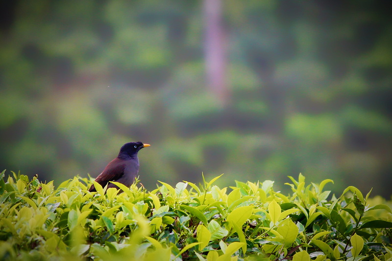 asian, green color, land, no people, tea, mynah, color, leaf, animal wildlife, blackbird, feathers, plant, vertebrate, houe, plant part, animal, 2K, perching