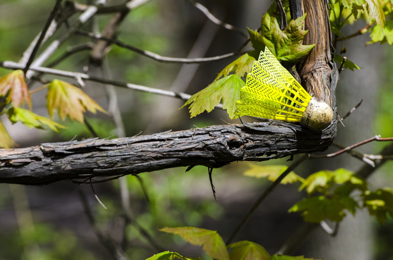 avian, tree branch, tree, birdie, MacGregor  Park, wildlife, branch, insect, leaf, outdoors, animal, badminton, adventure, nature, 4K, racket, Birding