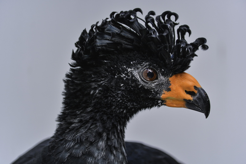 bird, black Eagle, eagle, beak, close-up, portrait, animals, black  orange, feather, 5K, avian, wildlife, animal, black, Black Curassow, outdoors, black Color