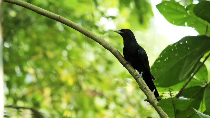 bird, beak, kerala, focus on foreground, creature, wilderness, bill, india, perching, one animal, perched, green color, animal wildlife, tree, animal themes