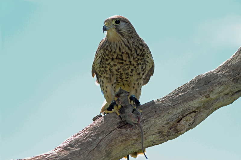 kestrel, falcon - bird, outdoors, raptor, animal wildlife, plant, day, animal, predator, bird of prey, no people, focus on foreground, animals in the wild