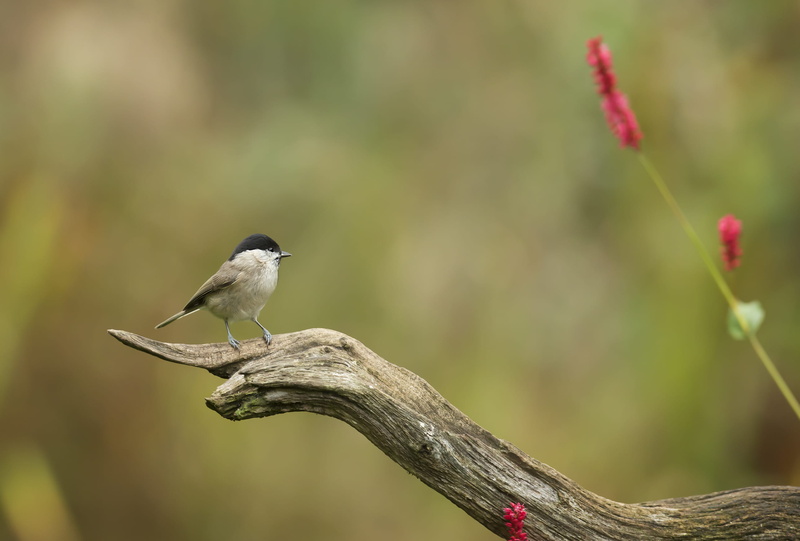 beauty in nature, brown, vertebrate, songbird, garden, little, tree, flowers, feathers, daylight, day, growth, plumage, wood, tree branch, nature, plant
