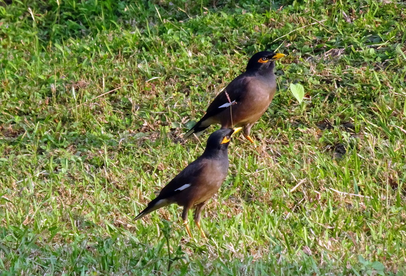 animal family, common myna, land, two animals, bird, animal wildlife, growth, no people, india, 2K, grass, field, perching, andaman, sturnidae, animals in the wild
