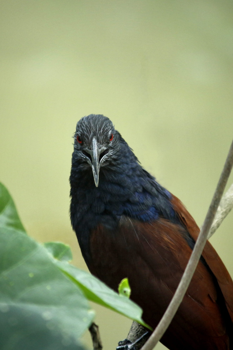 wild bird, Centropus Sinensis, animal themes, closeup, animal, brown, plant, wildlife, perching, leaf, photo, nature, animals in the wild, bird, outdoors