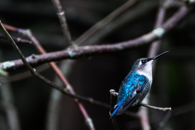 tree, nature, endemic, birding, animal body part, vertebrate, animal wildlife, branch, perching, tiny, close-up, plant, small, avian, hummingbird, beauty in nature