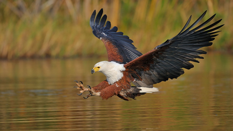 mid-air, animals in the wild, water, vertebrate, desktop, 4K, one animal, flapping, african, no people, animal themes, eagle - bird, vocifer