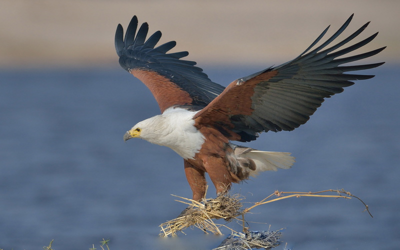 fish, eagle, african, 4K, vocifer, hd, haliaeetus
