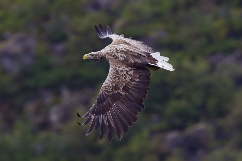 nature, motion, animals in the wild, desktop, one animal, focus on foreground, beauty in nature, close-up, eagle, hd, 2K, no people, animal, day, animal themes