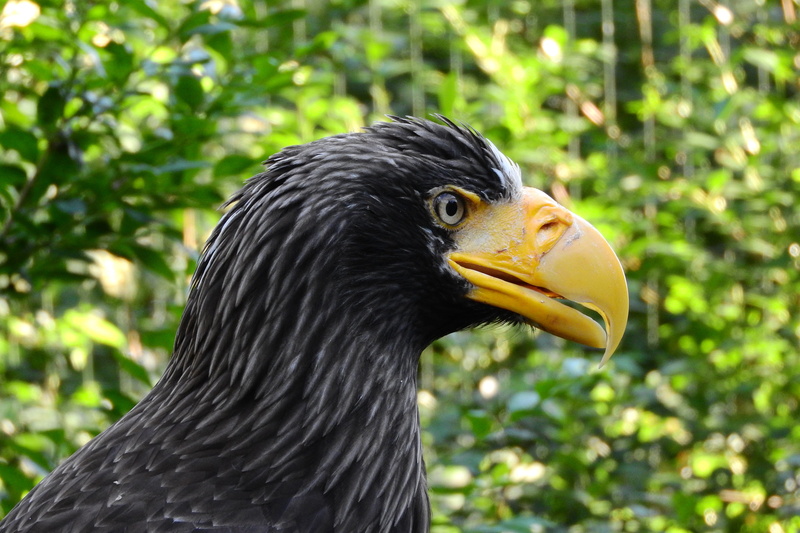 animal, side view, head, beak, animal mouth, close-up, haliaeetus pelagicus, zobík, animal body part, one animal, day, outdoors, nature, animal eye, hornbill
