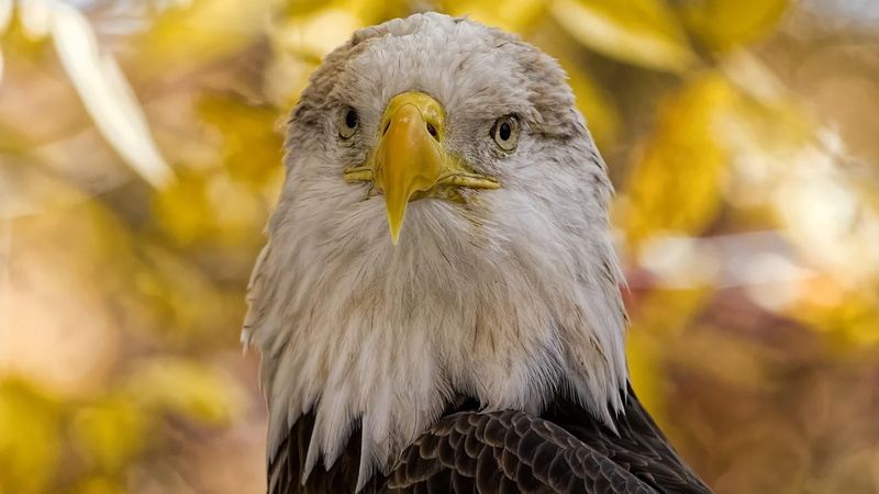 animal body part, animal eye, bird of prey, animal wildlife, close up, looking away, 1080P, animal head, wildlife, haliaeetus, one animal, eagle, looking