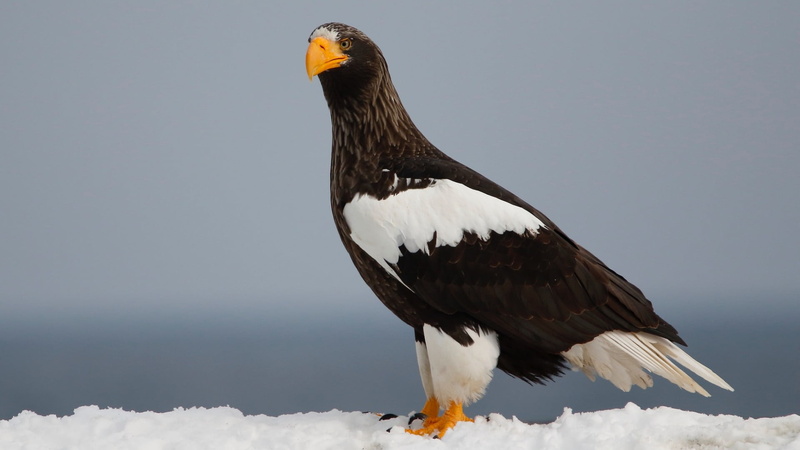wildlife, bald eagle, beauty in nature, animals in the wild, sea eagle, winter, sky, animal, stellers sea eagle, animal wildlife, nature, beak, fauna, one animal