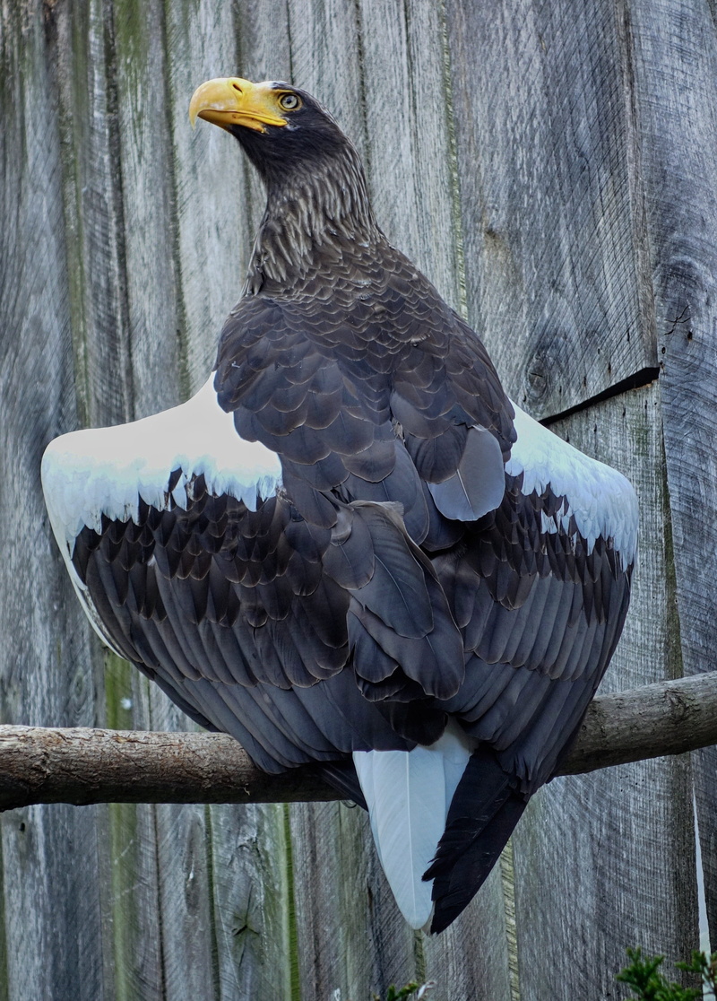 animal, no people, wildlife, outdoor, wilderness, wild, close-up, animal themes, feather, bird of prey, eagle - bird, 2K, dom, animal wildlife, vertebrate