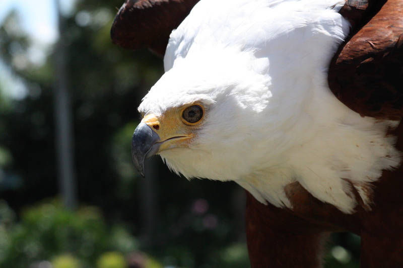 animals in the wild, raptor, nature, white color, pets, feather, close-up, animal body part, vertebrate, eagle - bird, avian, wild animal, bird, outdoors