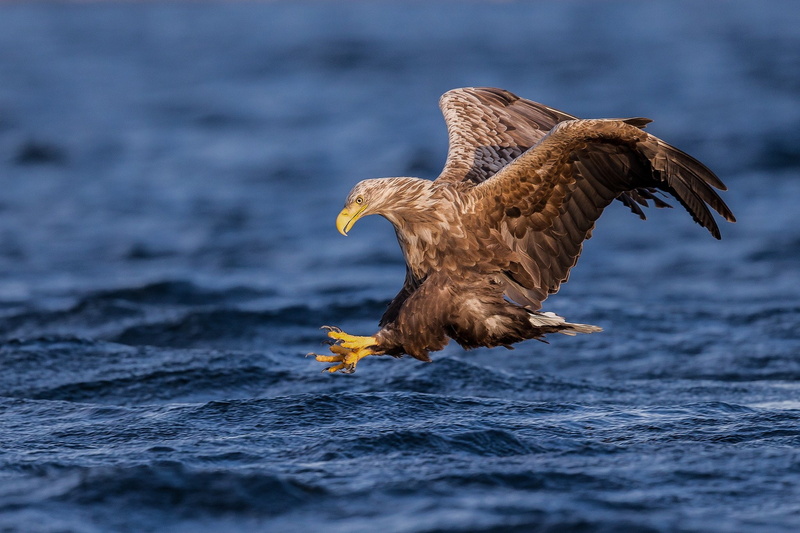 animal wildlife, 1080P, no people, Haliaeetus, vertebrate, animals in the wild, one animal, water, animal body part, sea, bird of prey, Albicilla, animal themes