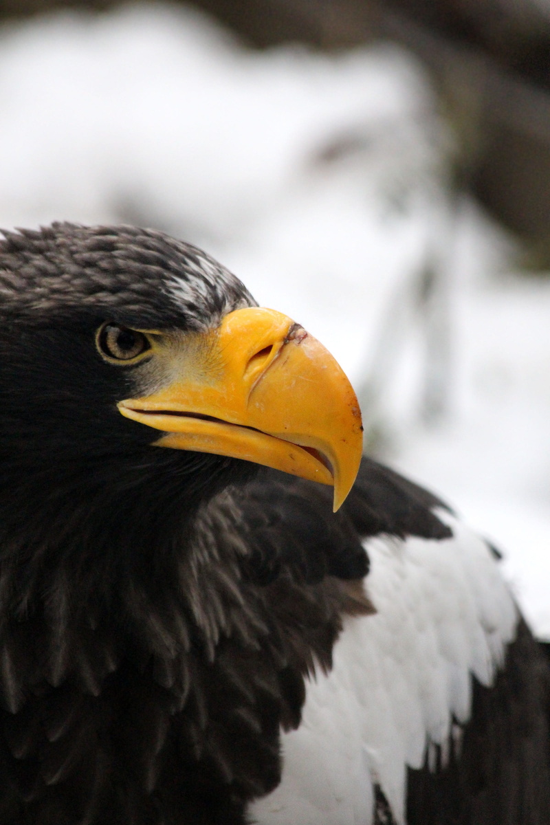 nature, outdoors, beak, bird, 2K, animal wildlife, view, stellers sea eagle, orlan, bird of prey, closeup, animals, predator, bald eagle, sea eagle, winter
