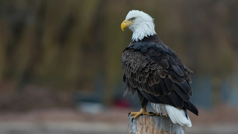 focus on foreground, symbol, 4K, eagle, eagle - bird, wood - material, bird, wooden post, animal, animal themes, feather, day, bald eagle, wildlife, bird of prey