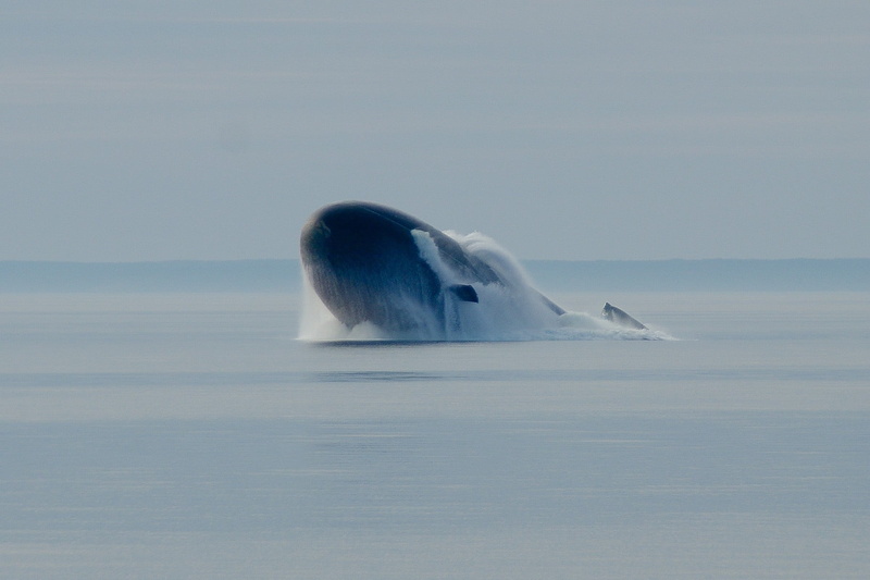 tail fin, 720P, sea, sea life, horizon over water, nuclear submarines, day, mammal, animal, vehicle, nature, ceramic, blue, military, outdoors, humpback whale