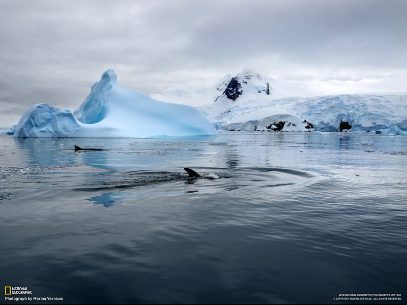 tranquility, water, landscape, Arctic, cold temperature, melting, glacier, beauty in nature, floating on water, lagoon, snow, whale, outdoors, sea, tranquil scene